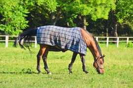 picture of horse blankets